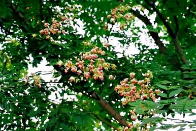 所有红花槐视频，红花槐种植方法