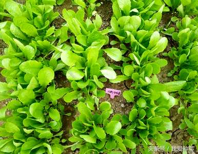 水池蔬菜小贴士，水池蔬菜种植的方法和技巧