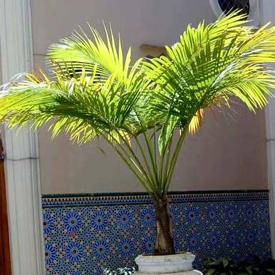 如何种植椰子树，如何种植椰子树？
