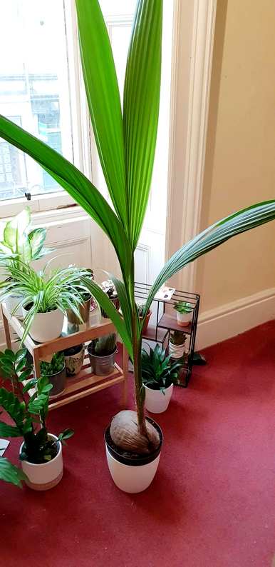 如何种植椰子树，如何种植椰子树？