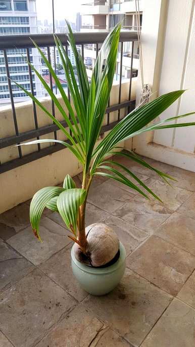 如何种植椰子树，如何种植椰子树？