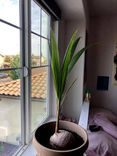 如何种植椰子树，如何种植椰子树？