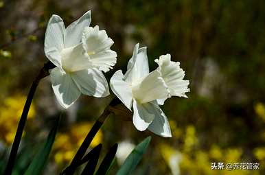 水仙花语和象征意义，野生水仙花语和象征意义