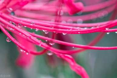 曼珠沙花语，曼珠沙花语诗句