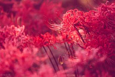 曼珠沙花语，曼珠沙花语诗句