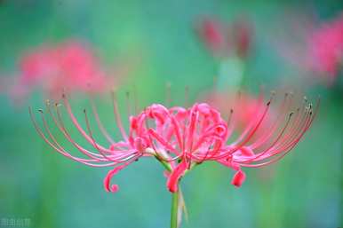 曼珠沙花语，曼珠沙花语诗句