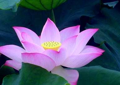 水芙蓉的养殖方法，鱼缸里水芙蓉的养殖方法