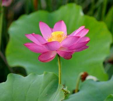 水芙蓉的养殖方法，鱼缸里水芙蓉的养殖方法