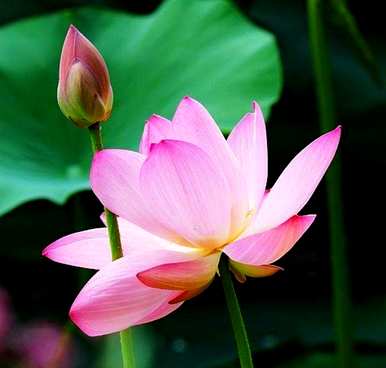 水芙蓉的养殖方法，鱼缸里水芙蓉的养殖方法