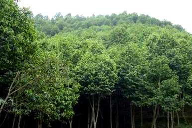 芦荟树种植基地、芦荟树种植基地