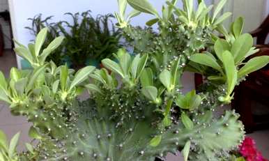 麒麟养殖方法，麒麟绿植养殖方法