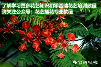 红尘奇缘凤凰花语，高考凤凰花语是什么？