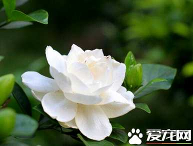 栀子花有毒吗？栀子花浴有毒吗？