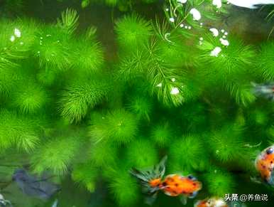 蜈蚣草能钓鱼吗？蜈蚣草怎么养？