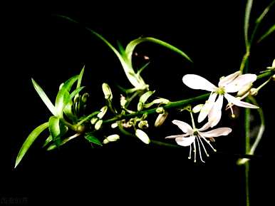 吊兰花的花语是什么，吊兰花的花语是什么？