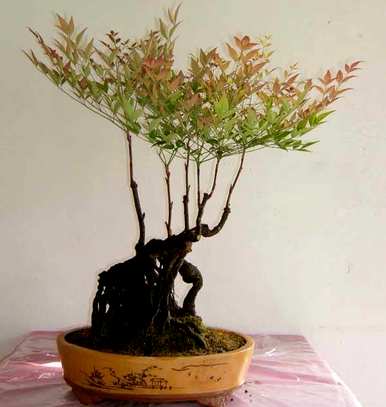 如何养殖南天竹，如何养殖红叶南天竹？