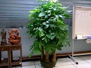 室内盆栽花100种，什么花适合家庭盆栽？