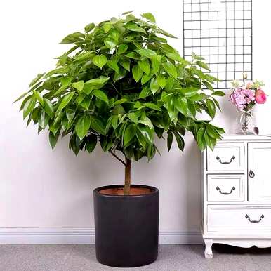 室内盆栽花100种，什么花适合家庭盆栽？