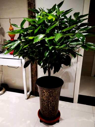 室内盆栽花100种，什么花适合家庭盆栽？