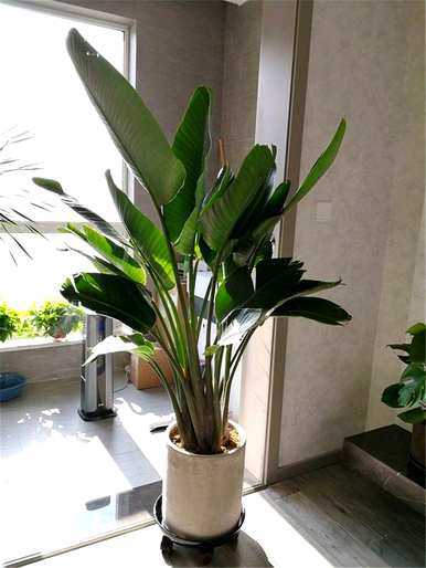室内盆栽花100种，什么花适合家庭盆栽？