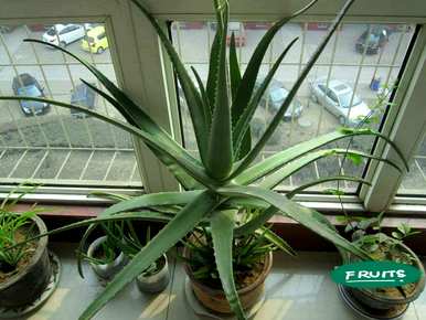 室内盆栽花100种，什么花适合家庭盆栽？