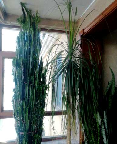 室内盆栽花100种，什么花适合家庭盆栽？