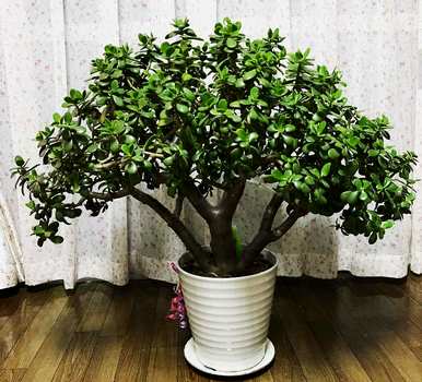 室内盆栽花100种，什么花适合家庭盆栽？