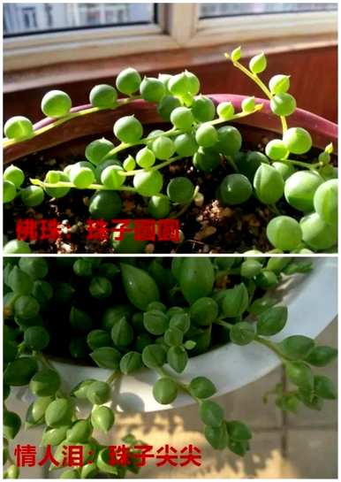 耐寒吊兰品种，吊兰品种有几种