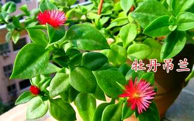 耐寒吊兰品种，吊兰品种有几种