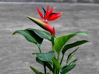 如何养天堂鸟花才开花，如何养天堂鸟才开花