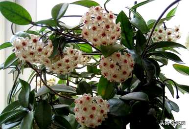 球兰花有花梗后如何保养，球兰花如何保养