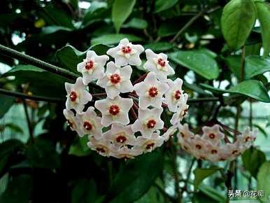 球兰花有花梗后如何保养，球兰花如何保养
