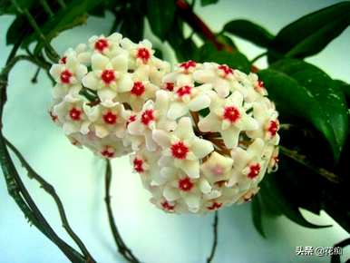 球兰花有花梗后如何保养，球兰花如何保养