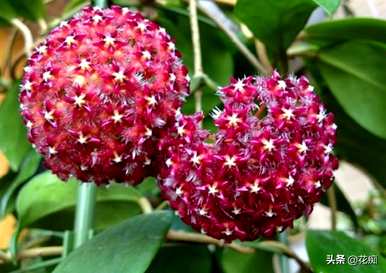 球兰花有花梗后如何保养，球兰花如何保养