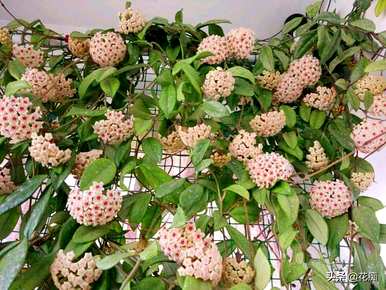 球兰花有花梗后如何保养，球兰花如何保养