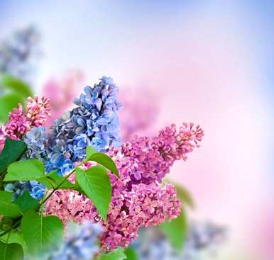 丁香花在哪个季节开放？丁香花是什么样子的？
