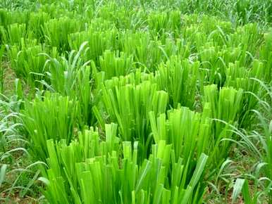 种植黄竹草的技术和方法，种植黄竹草需要多少斤？
