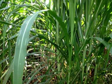 种植黄竹草的技术和方法，种植黄竹草需要多少斤？