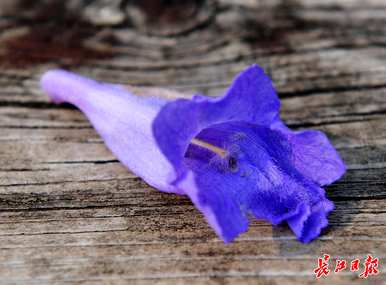 10月份开花的蓝花对开花时间表，蓝花对几个月开花