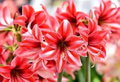朱顶红罗莎莉花语，朱顶红花语和意义