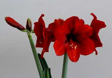 朱顶红罗莎莉花语，朱顶红花语和意义