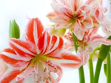 朱顶红罗莎莉花语，朱顶红花语和意义