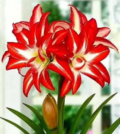 朱顶红罗莎莉花语，朱顶红花语和意义