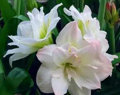 朱顶红罗莎莉花语，朱顶红花语和意义