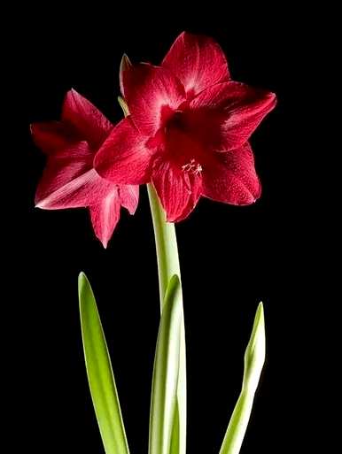 朱顶红罗莎莉花语，朱顶红花语和意义