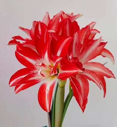 朱顶红罗莎莉花语，朱顶红花语和意义