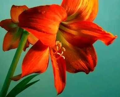 朱顶红罗莎莉花语，朱顶红花语和意义