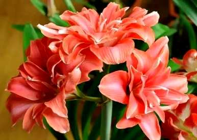 朱顶红罗莎莉花语，朱顶红花语和意义