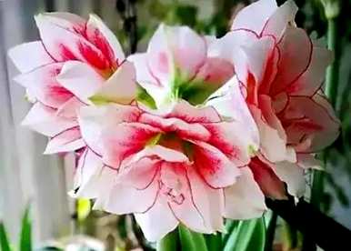 朱顶红罗莎莉花语，朱顶红花语和意义