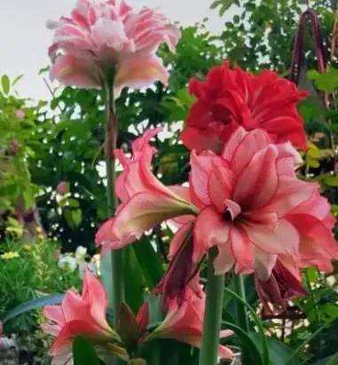 朱顶红罗莎莉花语，朱顶红花语和意义
